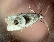 Attēlu rezultāti vaicājumam “Epinotia bilunana”