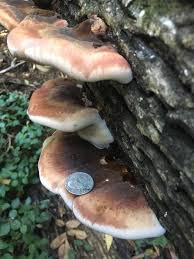 Attēlu rezultāti vaicājumam “Ischnoderma benzoinum”