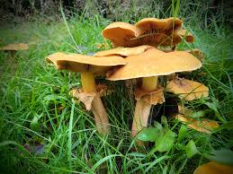 Attēlu rezultāti vaicājumam “Rozites caperata”