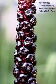 Attēlu rezultāti vaicājumam “Phytolaccaceae”