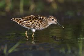 Image result for Calidris subminuta