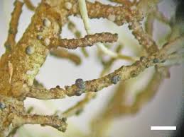 Attēlu rezultāti vaicājumam “Micarea sp.”