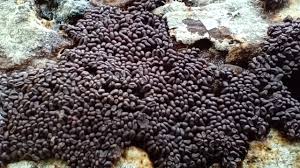 Attēlu rezultāti vaicājumam “Arcyria stipata spores”