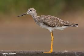 Image result for Tringa melanoleuca