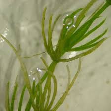 Attēlu rezultāti vaicājumam “Chara globularis”