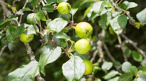 Attēlu rezultāti vaicājumam “Malus sylvestris”