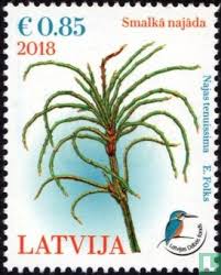 Attēlu rezultāti vaicājumam “Najas tenuissima”