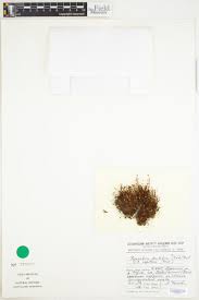 Attēlu rezultāti vaicājumam “Pogonatum dentatum”