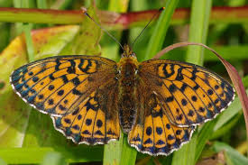 Attēlu rezultāti vaicājumam “Brenthis ino”