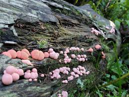 Attēlu rezultāti vaicājumam “Lycogala miserum sessile”