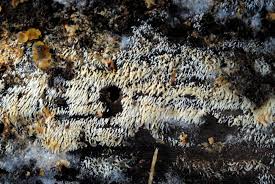 Attēlu rezultāti vaicājumam “Mucronella”