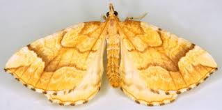 Attēlu rezultāti vaicājumam “Eulithis pyraliata”