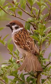 Image result for Passer montanus