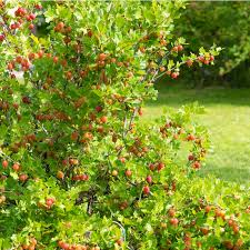 Attēlu rezultāti vaicājumam “Ribes uva-crispa”