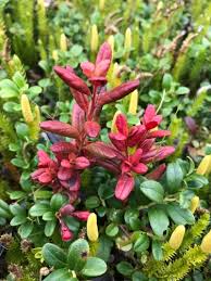 Attēlu rezultāti vaicājumam “Exobasidium splendidum”