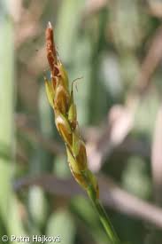 Attēlu rezultāti vaicājumam “Carex pulicaris”
