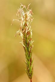 Attēlu rezultāti vaicājumam “Ctenicera pectinicornis female”