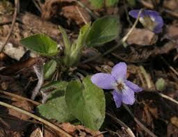 Attēlu rezultāti vaicājumam “Viola collina”