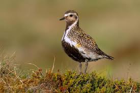 Attēlu rezultāti vaicājumam “Pluvialis apricaria”