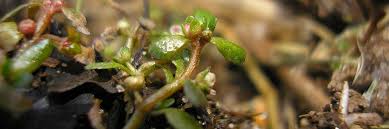 Attēlu rezultāti vaicājumam “Elatinaceae”