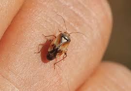 Attēlu rezultāti vaicājumam “Lygus pratensis imago”