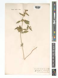Image result for Galeopsis segetum