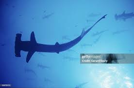 Image result for Sphyrna lewini