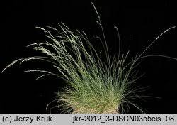 Attēlu rezultāti vaicājumam “Festuca psammophila”