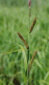Attēlu rezultāti vaicājumam “Carex acutiformis fruit”