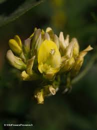 Attēlu rezultāti vaicājumam “Medicago sativa subsp. sativa”