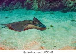 Image result for Bathytoshia brevicaudata