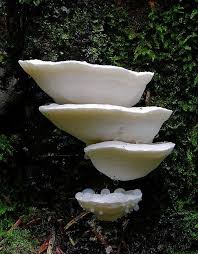 Attēlu rezultāti vaicājumam “Postia stiptica”