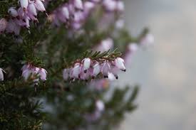 Attēlu rezultāti vaicājumam “Erica x darleyensis flower”