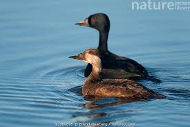 Attēlu rezultāti vaicājumam “Melanitta nigra male”