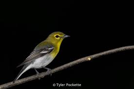 Image result for Vireo flavifrons