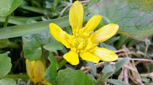 Attēlu rezultāti vaicājumam “Ficaria verna flower”