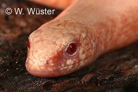 Attēlu rezultāti vaicājumam “Anguis fragilis”