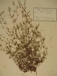 Attēlu rezultāti vaicājumam “Chara globularis”