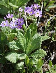 Attēlu rezultāti vaicājumam “Primula farinosa leaf”