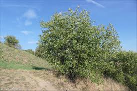 Attēlu rezultāti vaicājumam “Rhamnus cathartica”