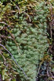 Attēlu rezultāti vaicājumam “Bartramia pomiformis”