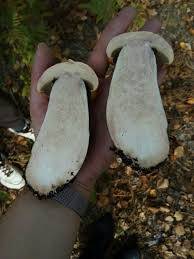 Attēlu rezultāti vaicājumam “Leccinum versipelle”