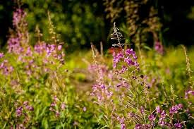 Attēlu rezultāti vaicājumam “Epilobium angustifolium flower”