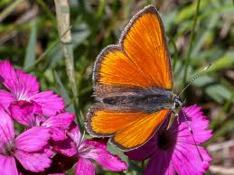 Attēlu rezultāti vaicājumam “Lycaena hippothoe male”