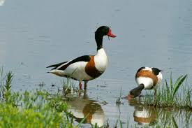 Attēlu rezultāti vaicājumam “Tadorna tadorna male”