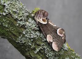 Attēlu rezultāti vaicājumam “Thyatira batis imago”