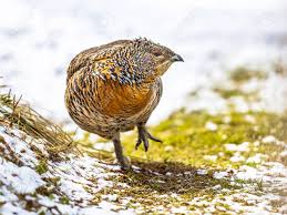 Attēlu rezultāti vaicājumam “Tetrao urogallus female”