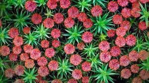 Attēlu rezultāti vaicājumam “Polytrichum piliferum”