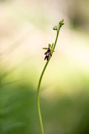 Attēlu rezultāti vaicājumam “Ophrys insectifera leaf”