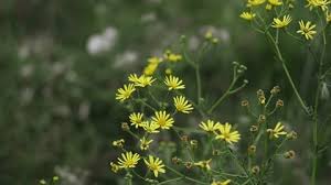 Attēlu rezultāti vaicājumam “Jacobaea paludosa flower”